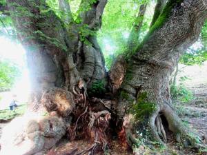 Tassilolinde_I_201607